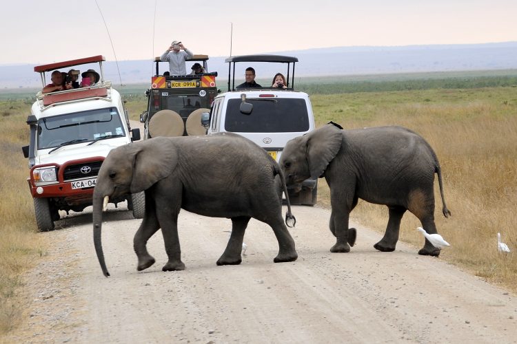 3 Days 2 Nights Amboseli Kibo Safari Camp Mashujaa Safari Package