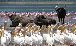 Lake-Nakuru-National-Park (1)