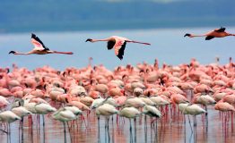 Lake-Nakuru-National-Park
