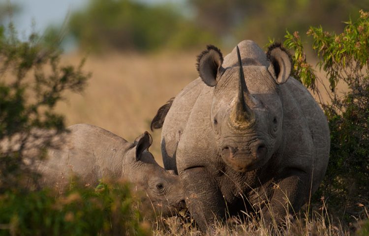 8-Day Samburu, Sweetwaters, Nakuru, Masai Mara Honeymoon