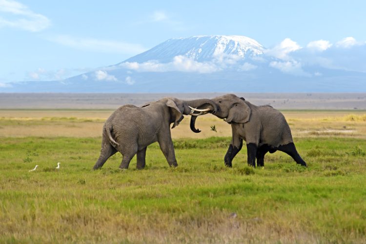 4-Day Mombasa or Diani – Tsavo East – Amboseli – Nairobi