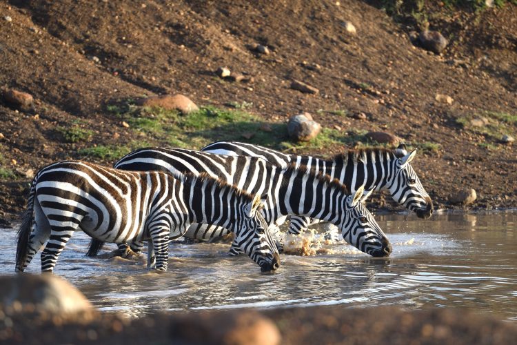 3-Day Supremacy of Masai Mara Fly-in & out from Mombasa