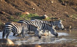 common-zebra-gca4a5d85e_1920 common-zebra-gca4a5d85e_1920