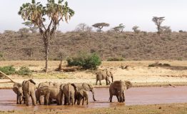 elephant-g1b23acdef_1920 elephant-g1b23acdef_1920