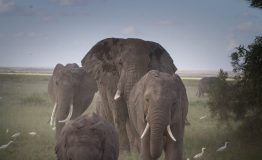 elephant-herd-g4f7b8a229_1920 elephant-herd-g4f7b8a229_1920