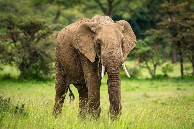 8-Day Mombasa Beach Holiday and Game Drive Safari