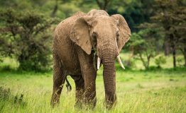 elephants-g8b9cb4014_1920 elephants-g8b9cb4014_1920