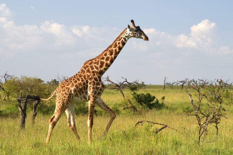 5-Day Masai Mara & Lake Nakuru Camping Safari