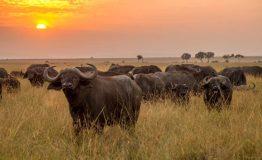 wildlife-meru-national-park-kenya